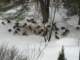ourwildturkeysinwinter_small.jpg