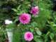 pompomdahlias_small.jpg