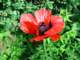 poppy_small.jpg