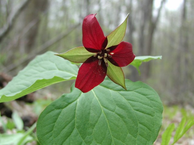 redtrilliuminthewoods.jpg