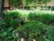 rockshadegardenunderourmountainashinfrontofthehouse_small.jpg