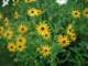 rudbeckia_small.jpg
