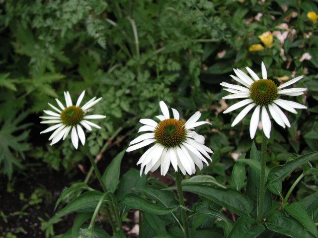 whiteechinacea.jpg