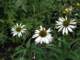 whiteechinacea_small.jpg