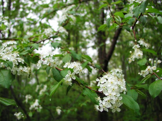 wildcherrytreeblossoms.jpg