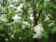 wildcherrytreeblossoms_small.jpg