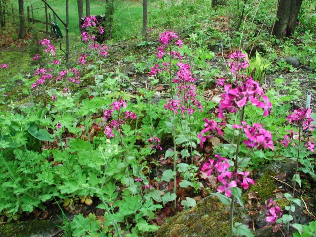 wildflowersonourhill.jpg