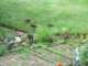 wildturkeychicksinthefrontyard_small.jpg